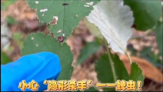小心“隐形杀手”一 蜱虫！！！